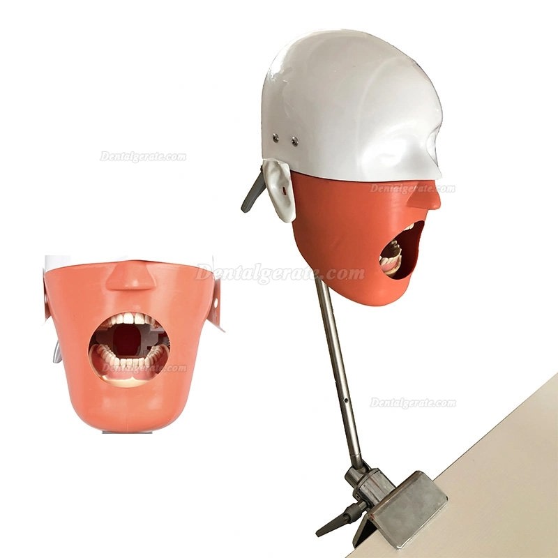 Zahnmedizin-Simulator Phantomkopf Zahnmedizin (Typodont kompatibel mit Nissin Kilgore / Frasaco)